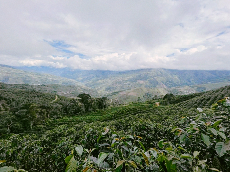 Отчет компании Cocar Coffee о поездке в Перу